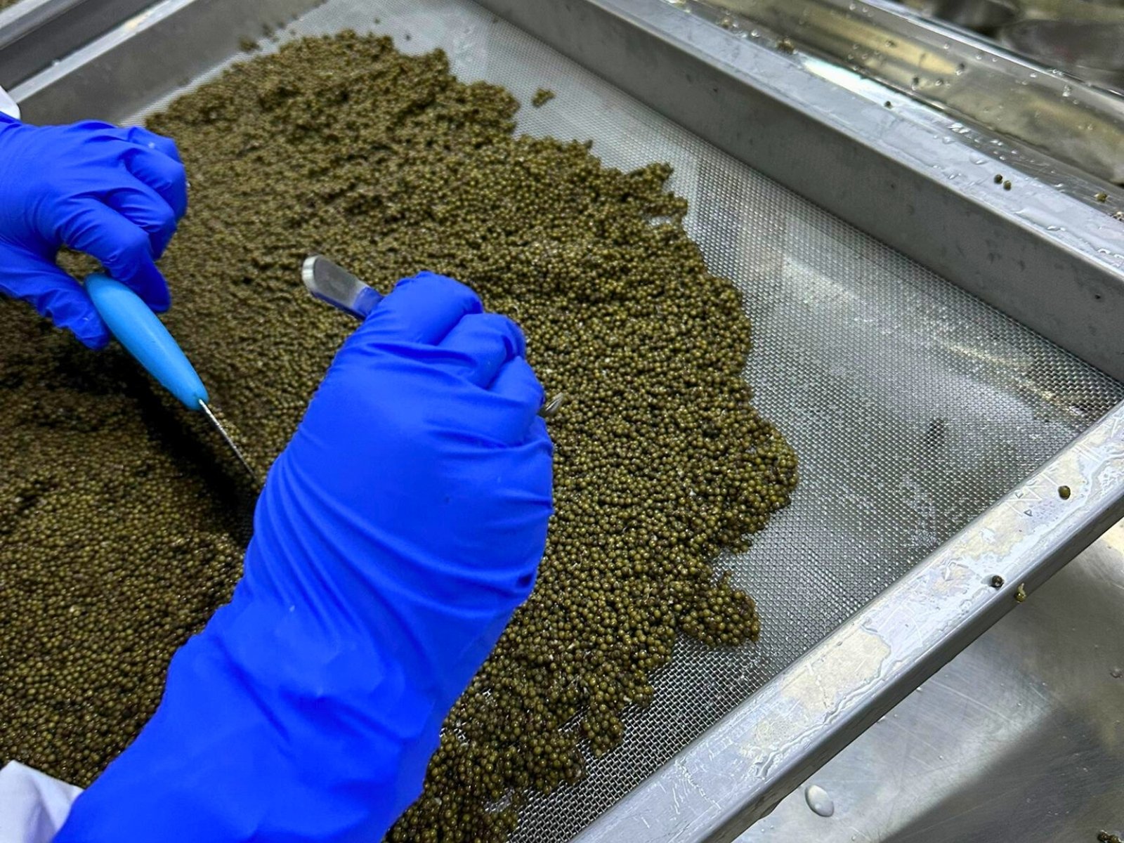 SALSA certified caviar supplier UK — food safety and CITES compliant