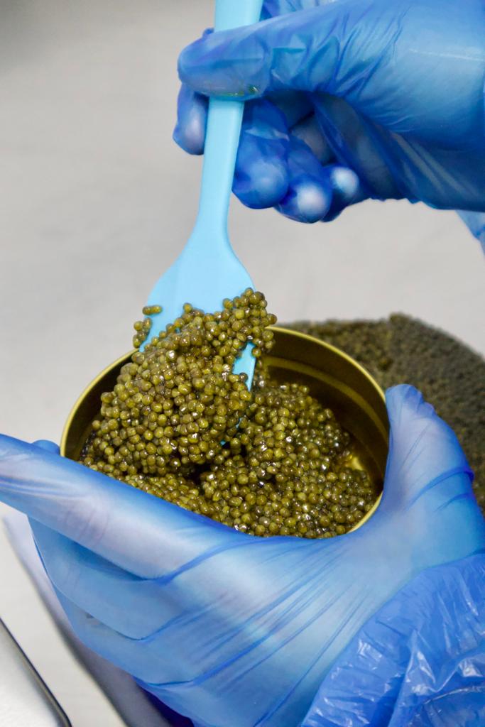 Hand packing premium caviar into retail tin at Caviar de Beluga