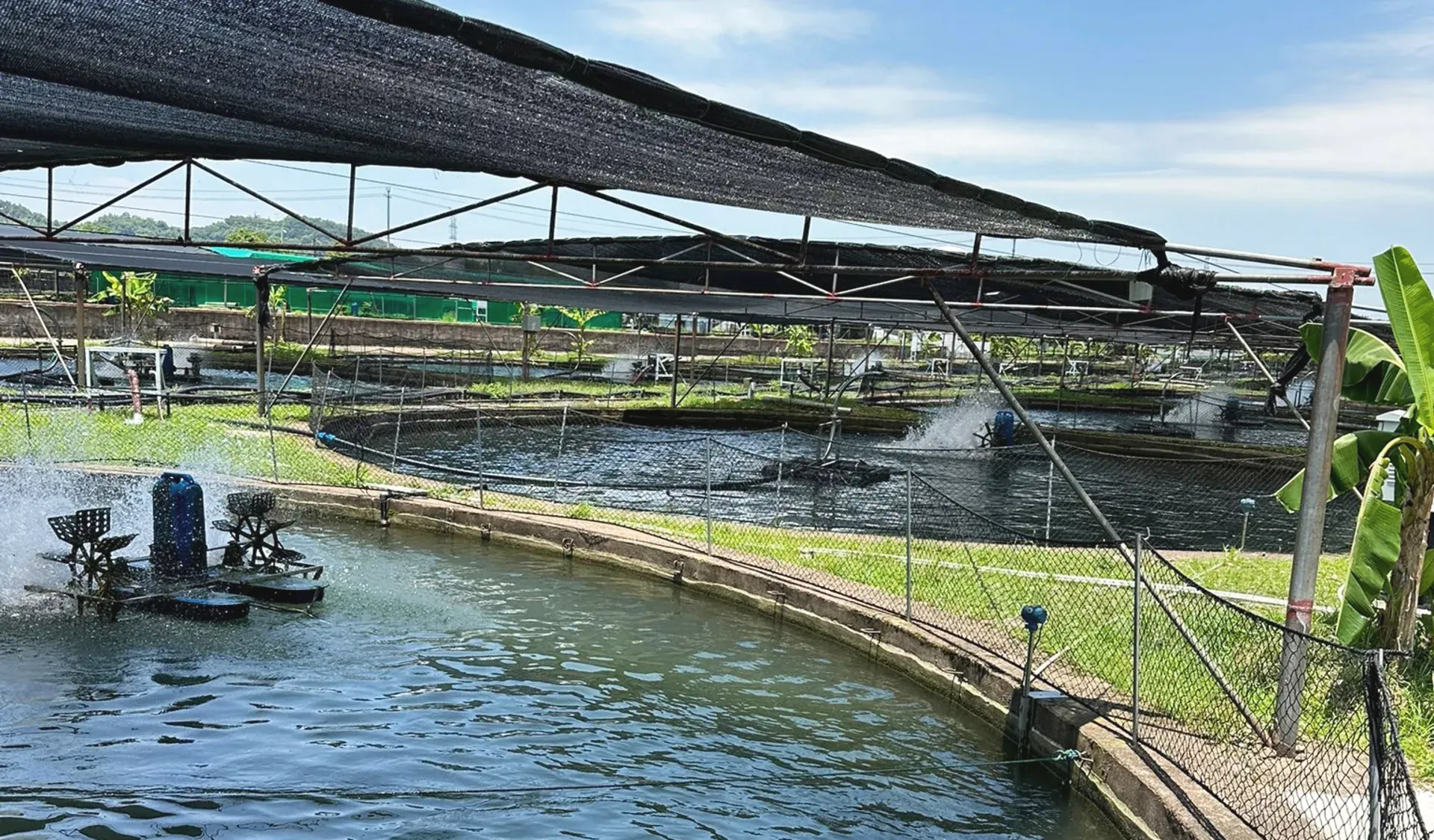 Outdoor sturgeon aquaculture raceways under open sky