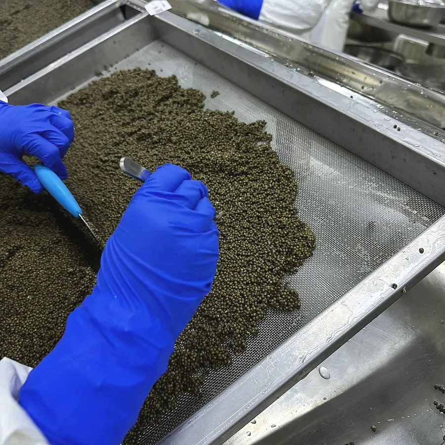 Caviar being graded by hand on a stainless tray