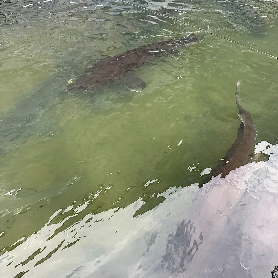 Farmed sturgeon in a tank before harvest