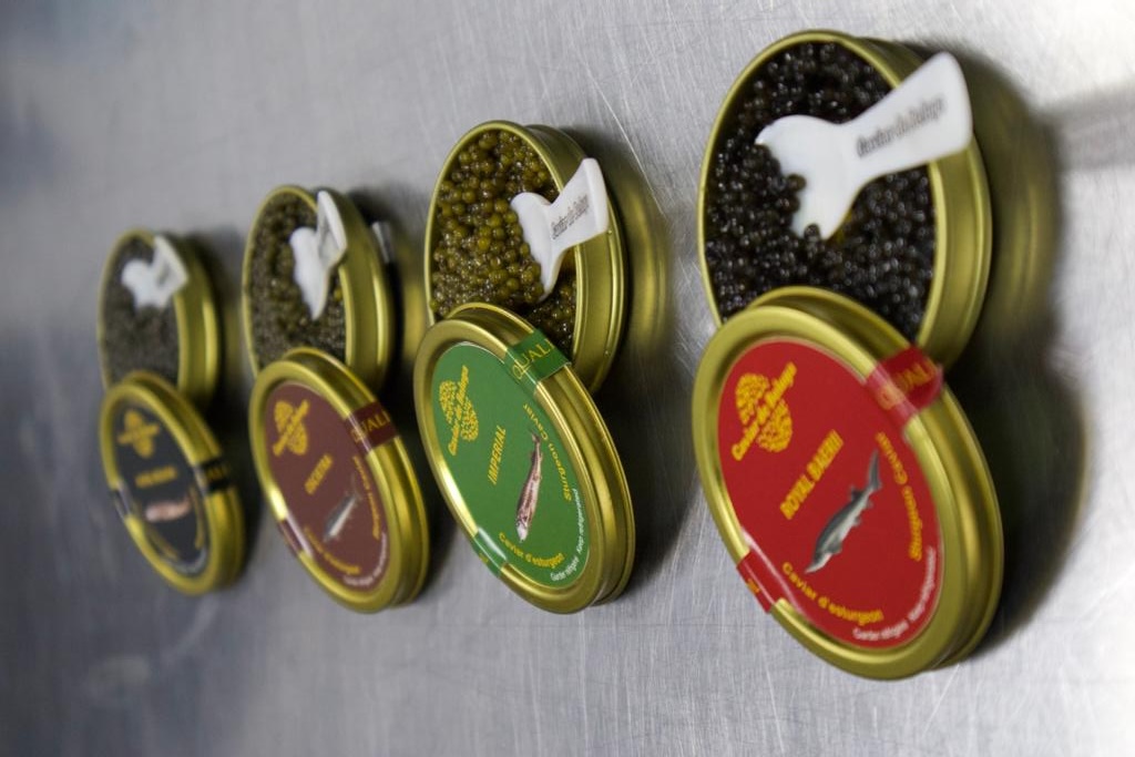 Four varieties of Caviar de Beluga tins with branded spoons displayed diagonally